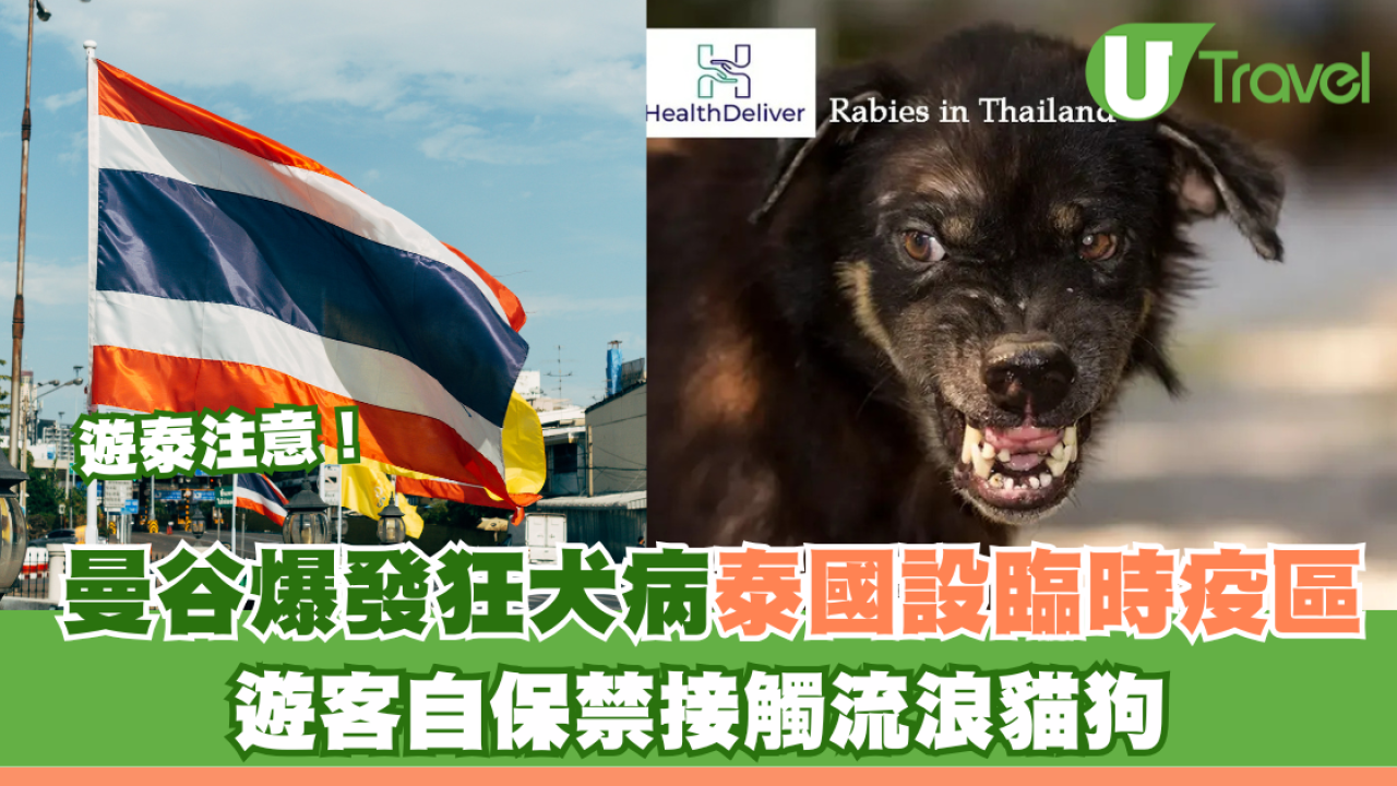遊泰注意！曼谷爆發狂犬病泰國設臨時疫區 遊客自保禁接觸流浪貓狗