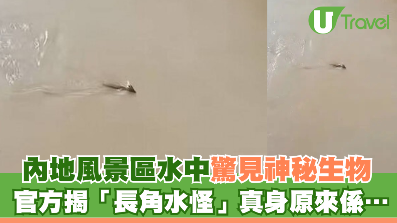內地風景區水中驚見神秘生物 官方揭「長角水怪」真身原來係…