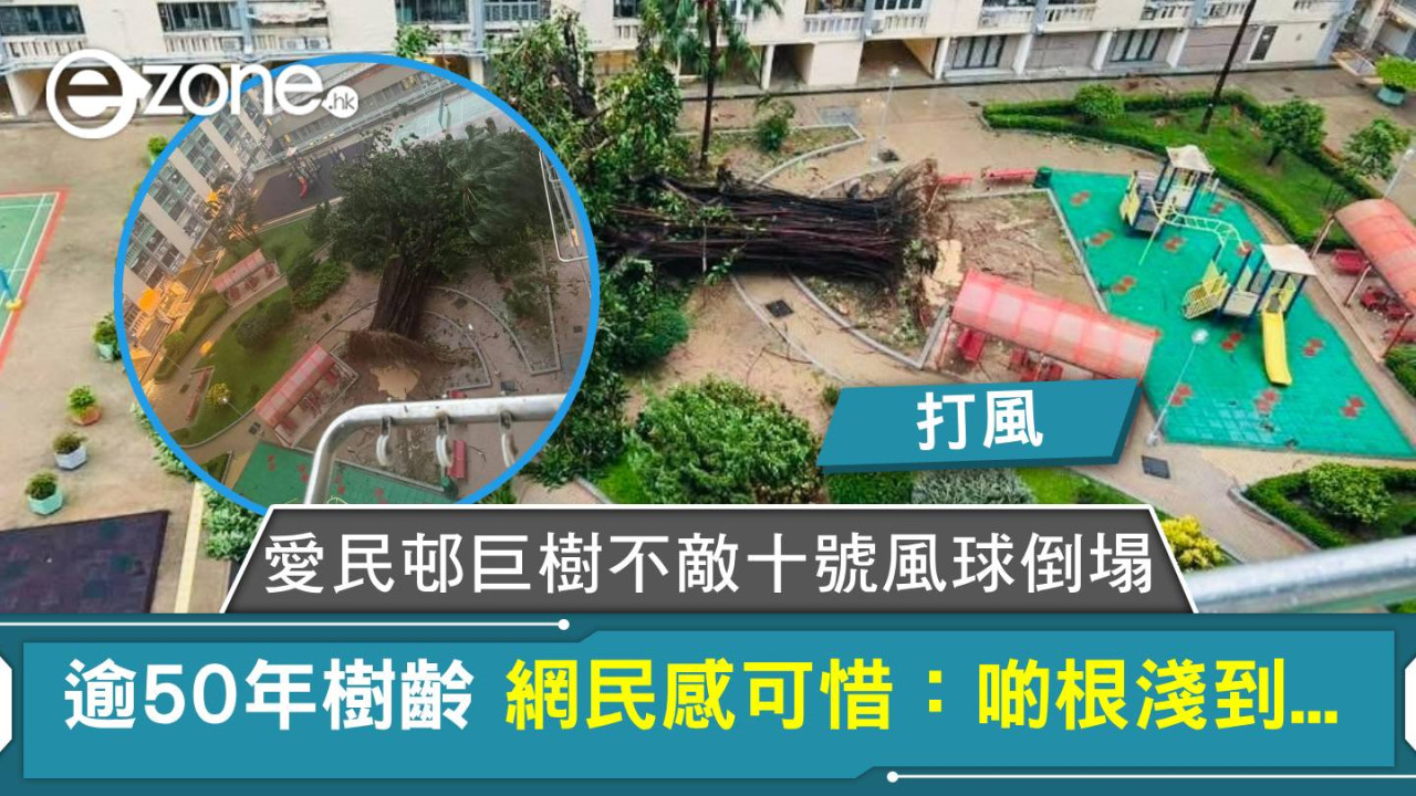 打風|愛民邨巨樹不敵十號風球倒塌 逾50年樹齡 網民感可惜:啲根淺到…