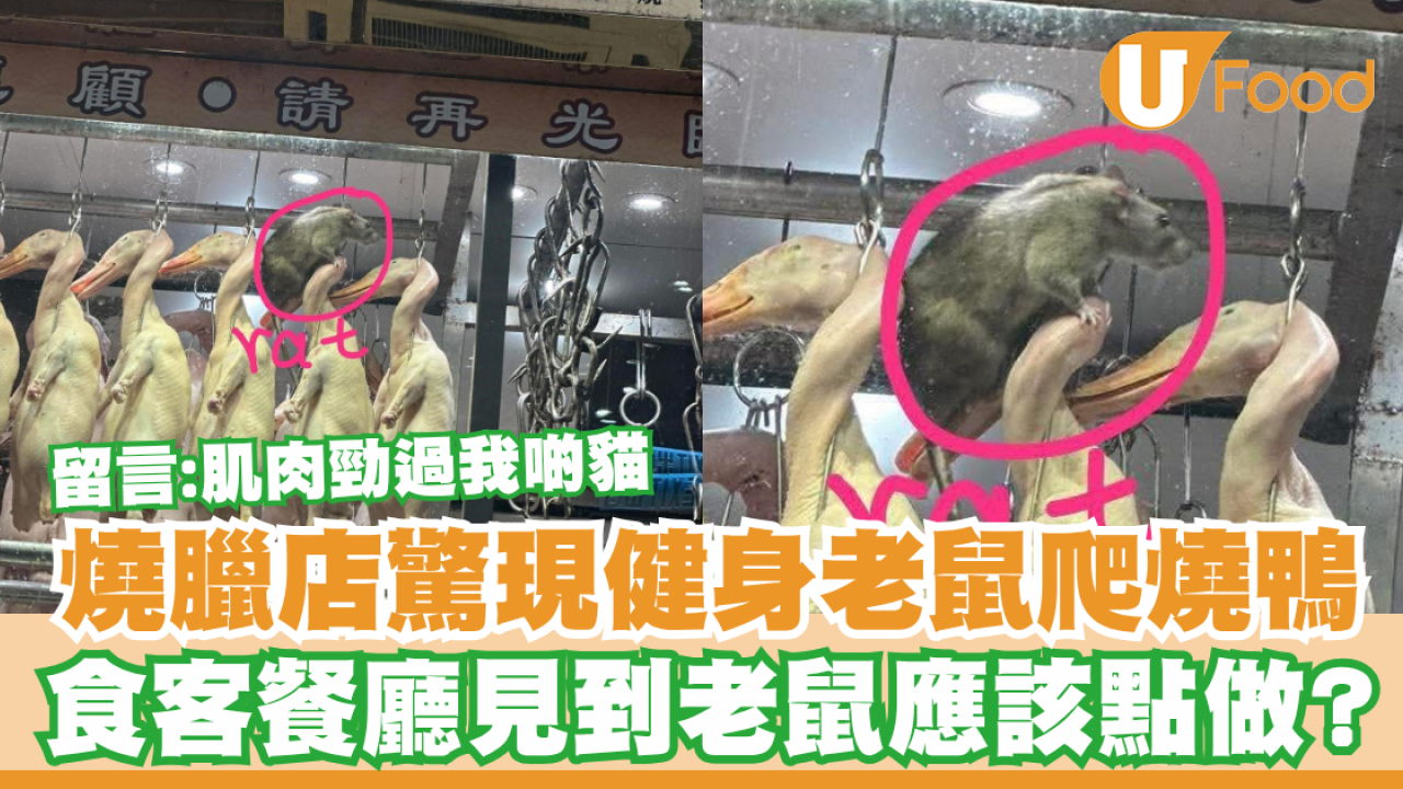 燒臘店驚現健身老鼠爬燒鴨！留言：肌肉勁過我啲貓／食客餐廳見到老鼠應該點做？