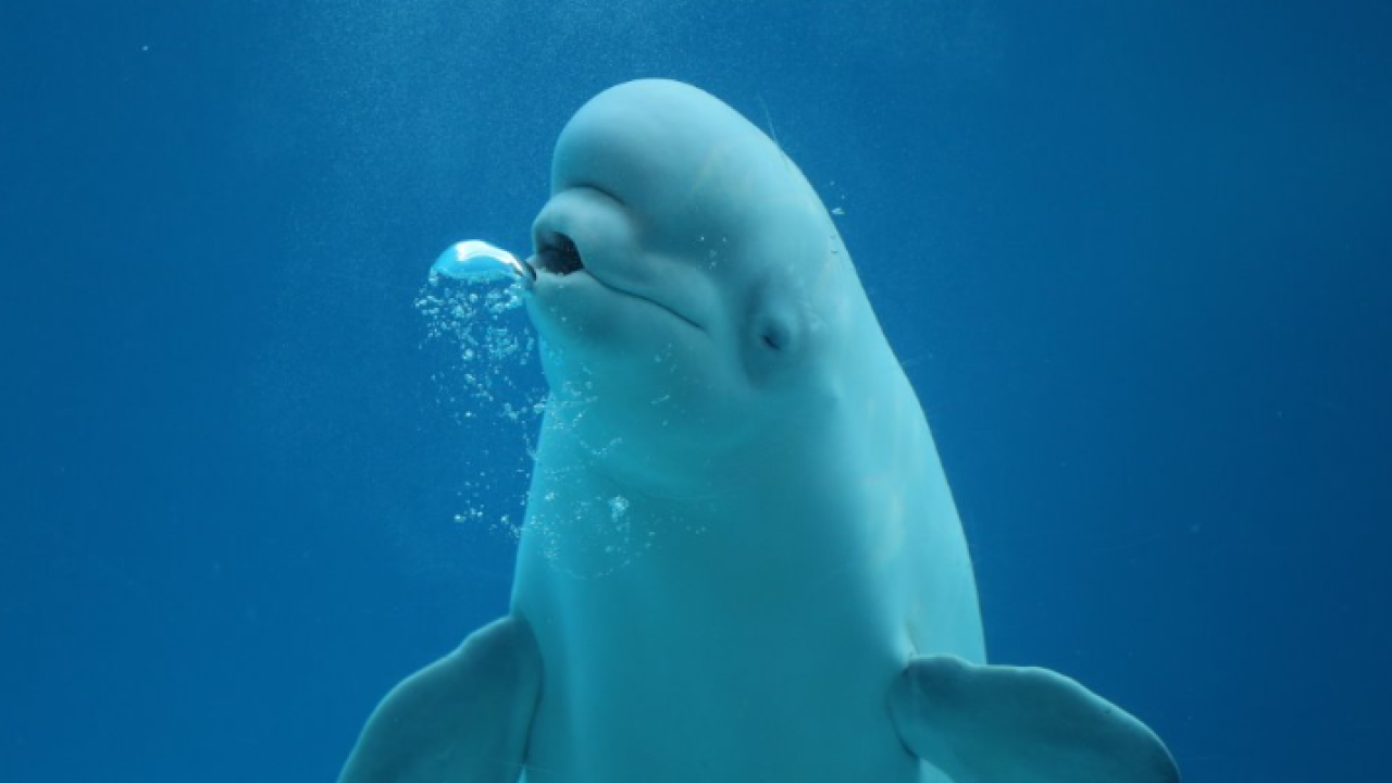 白鯨30條恐被人道毀滅！欲轉交珠海長隆遭聯邦政府堅拒︰不希望鯨魚受圈養表演