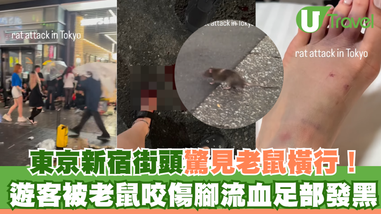 遊日注意！東京新宿街頭驚見老鼠橫行！遊客被老鼠咬傷腳流血足部發黑