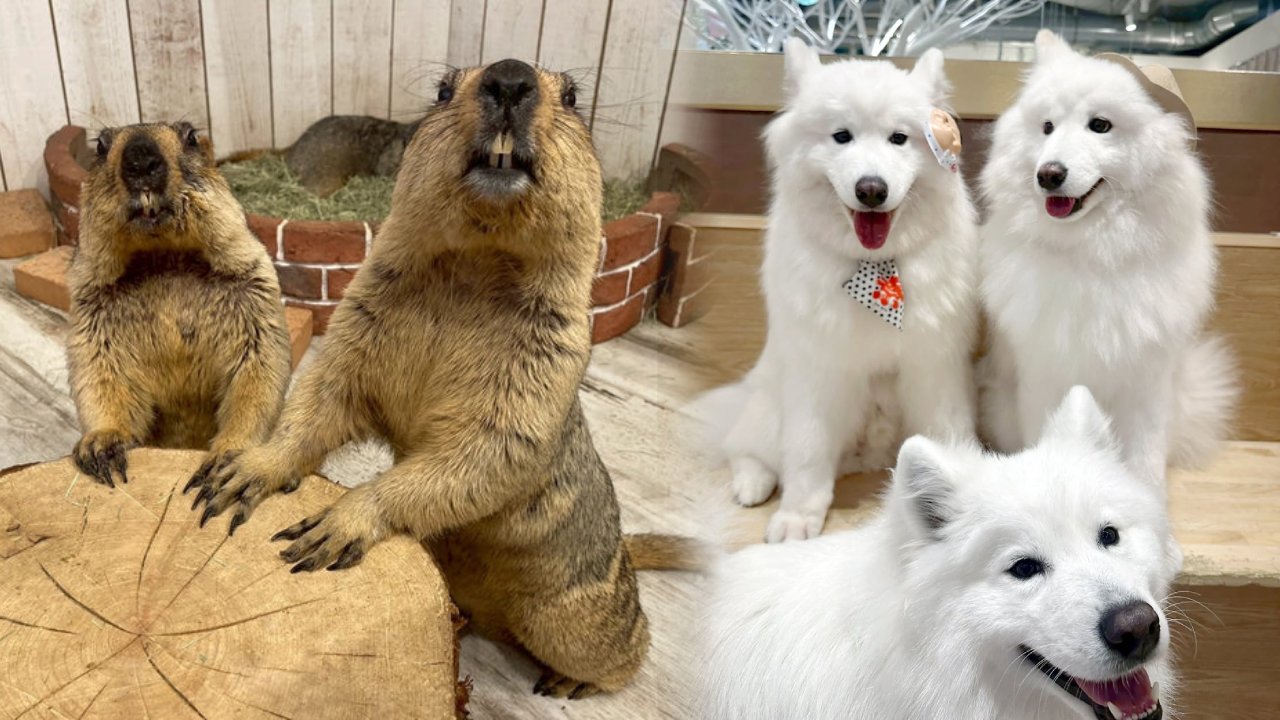 日本cafe 2025｜7間東京動物cafe推介 與超萌水獺/土撥鼠/薩摩耶互動