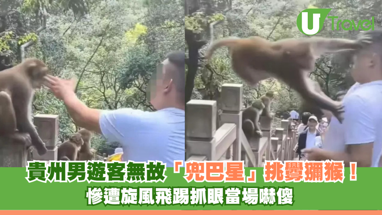 貴州男遊客無故「兜巴星」挑釁獼猴！慘遭旋風飛踢抓眼當場嚇傻