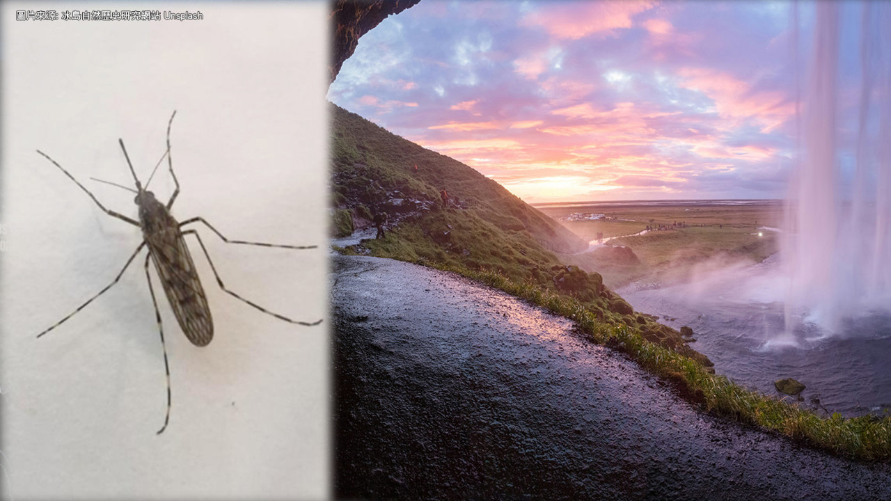 冰島首次發現蚊3隻！無蚊淨土失守！專家推測可能原因