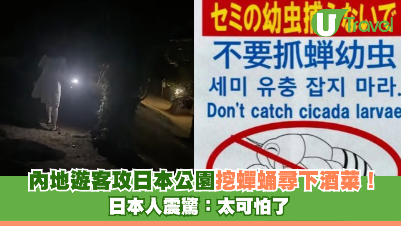 內地遊客攻日本公園挖蟬蛹尋下酒菜！日本人震驚：太可怕了蟬怎可以吃