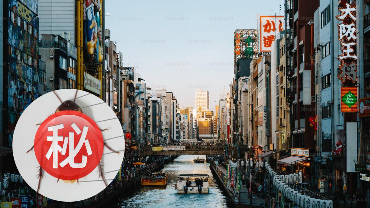 巨型「美洲蟑螂」攻佔福岡  旅客及當地居民震驚：體型非常巨大