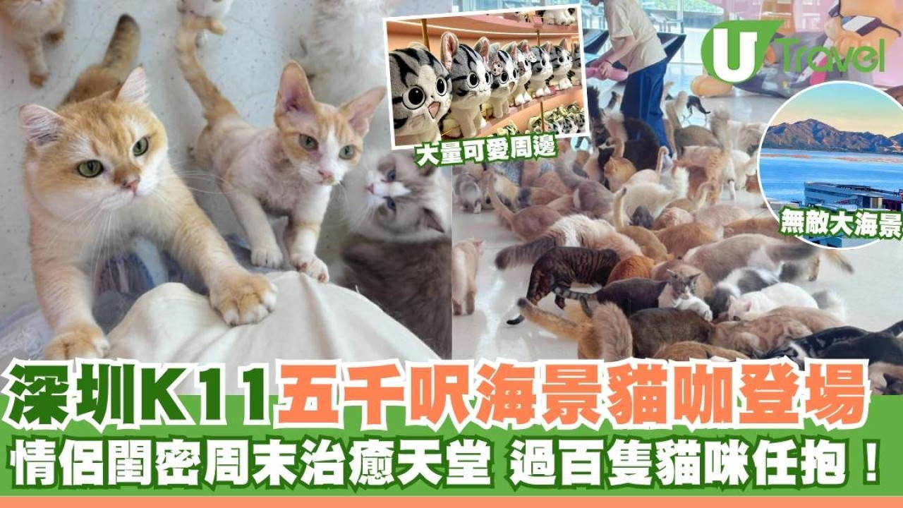 深圳K11「5000呎海景貓咖」登場 100+貓咪任抱！情侶閨密周末治癒天堂