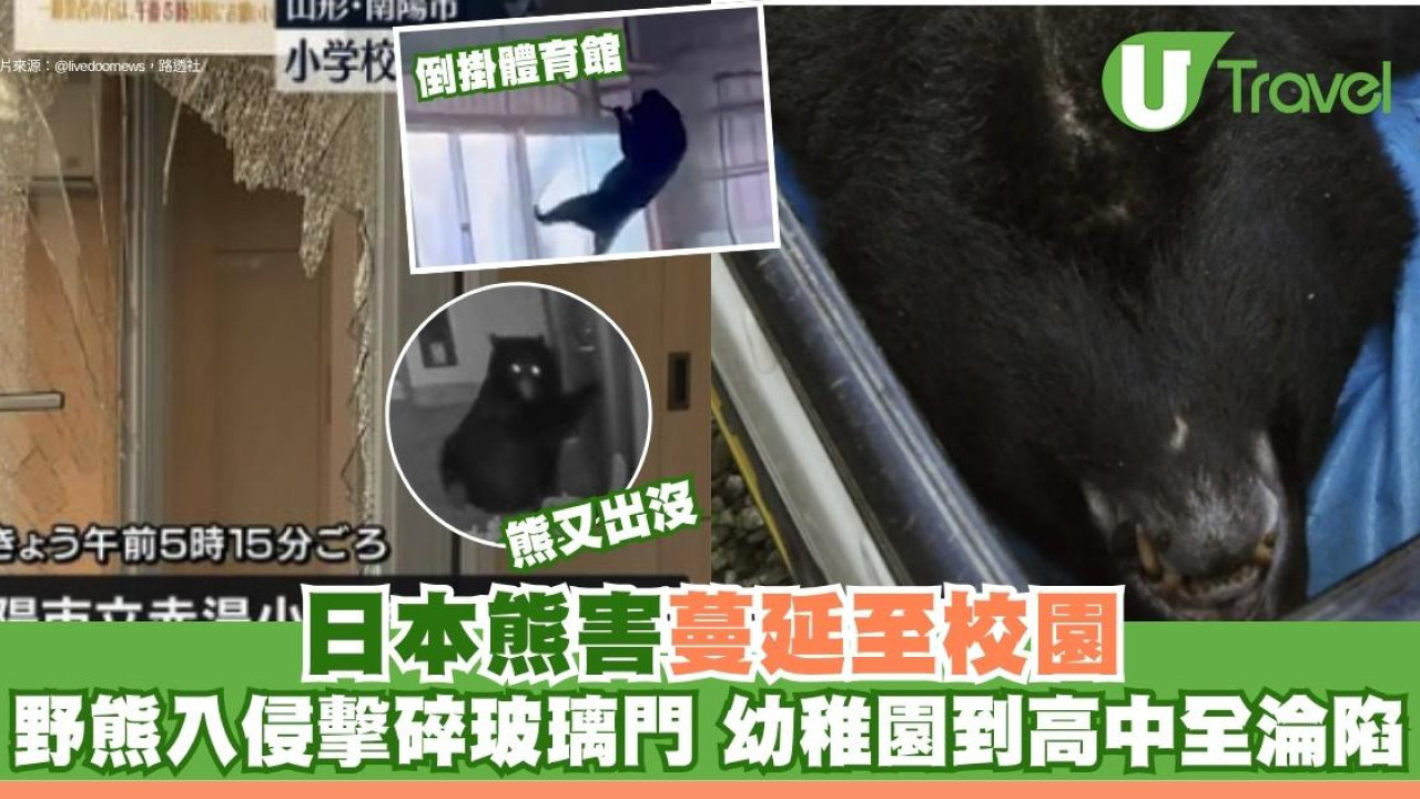 日本熊害蔓延至校園！野熊入侵擊碎玻璃門 倒掛體育館 幼稚園到高中全淪陷