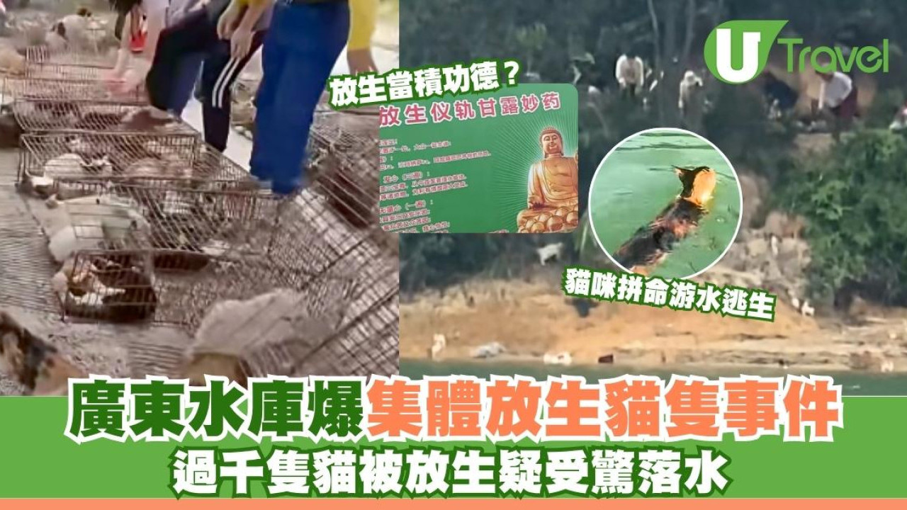 廣東水庫爆集體放生貓隻事件！過千隻貓疑受驚落水 惹水源污染憂慮