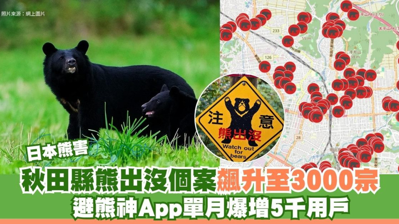 日本熊害｜秋田縣熊出沒個案飆升至3000宗！避熊神App單月爆增5千用戶