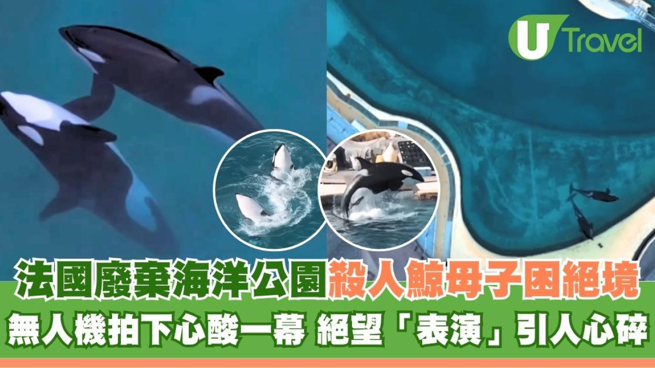 法國廢棄海洋公園殺人鯨母子困絕境 無人機拍下心酸一幕！絕望「表演」引人心碎