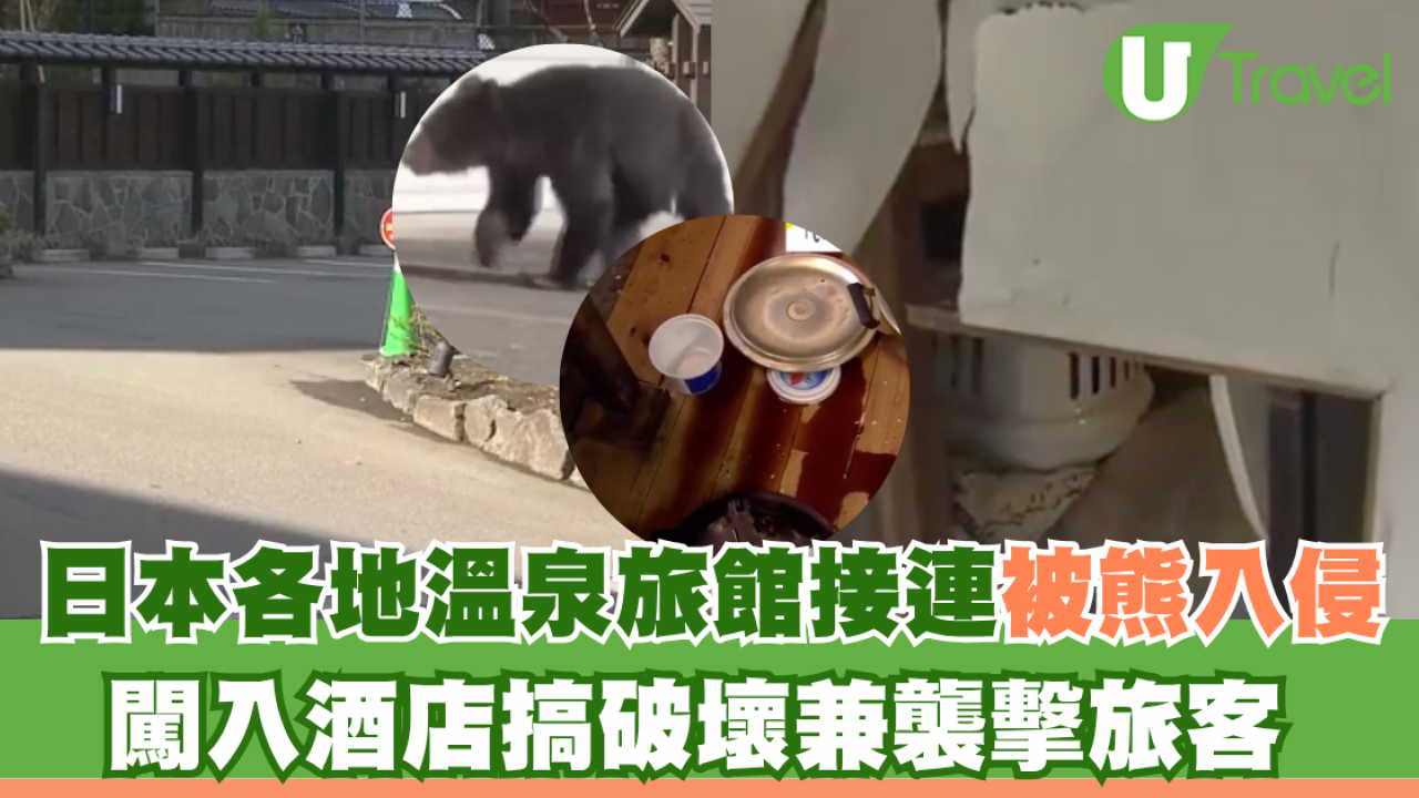 日本熊災｜各地溫泉旅館接連被熊入侵！熊隻闖入酒店搞破壞兼襲擊遊客 