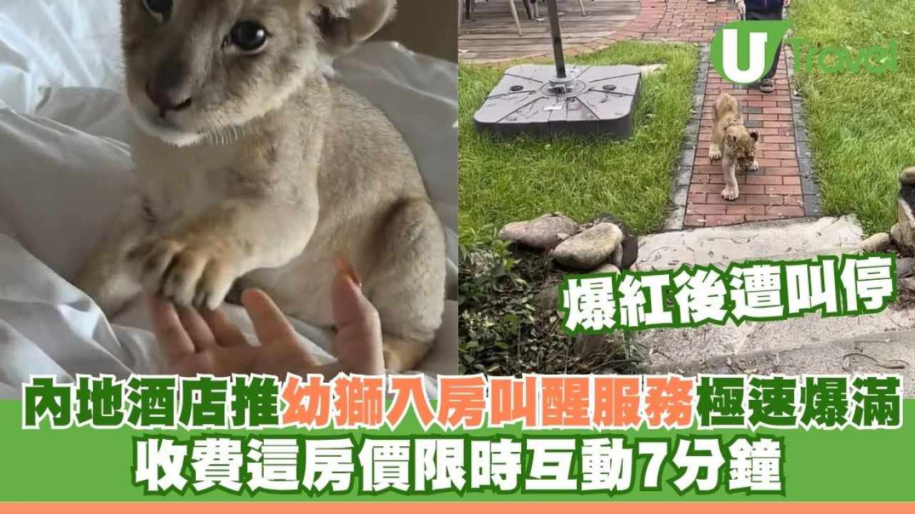 內地酒店推小獅子入房叫醒服務極速爆滿 收費這房價限時互動7分鐘