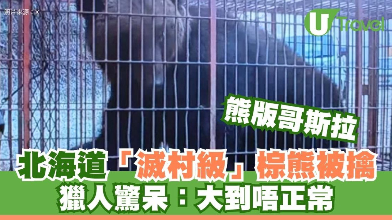 北海道巨獸！380公斤棕熊身長2米意想不到被擒！獵人：大到唔正常
