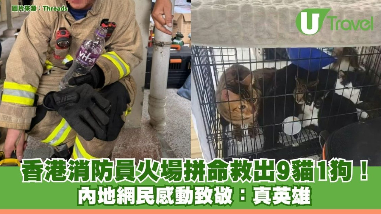 大埔五級火｜香港消防員火場拼命救出9貓1狗！ 內地網民感動致敬：真英雄