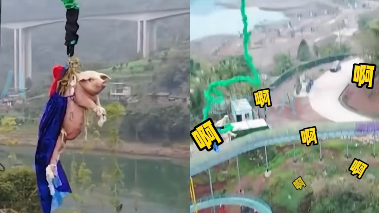 有片！景區搞「真豬跳」75KG肥豬被推下68米笨豬跳台 遊客怒吼虐待動物景區道歉：思慮不周