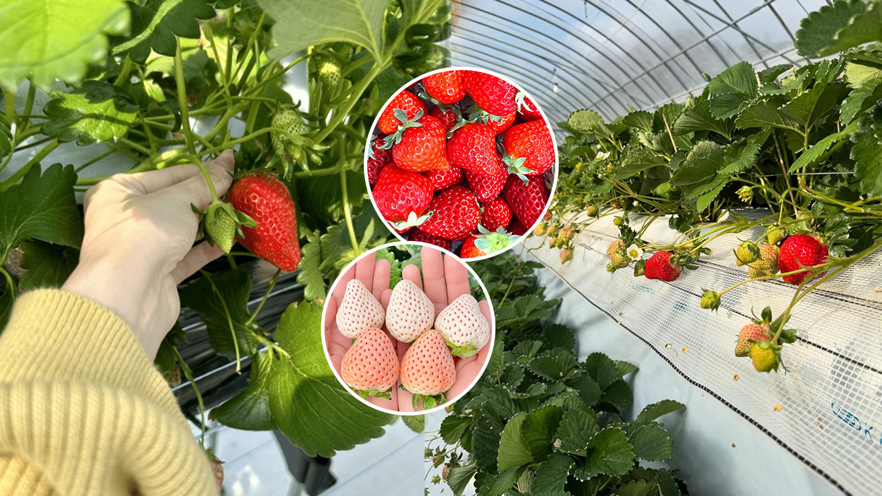 日本士多啤梨2025｜九州摘士多啤梨5大果園推介 熱門品種任摘任食！