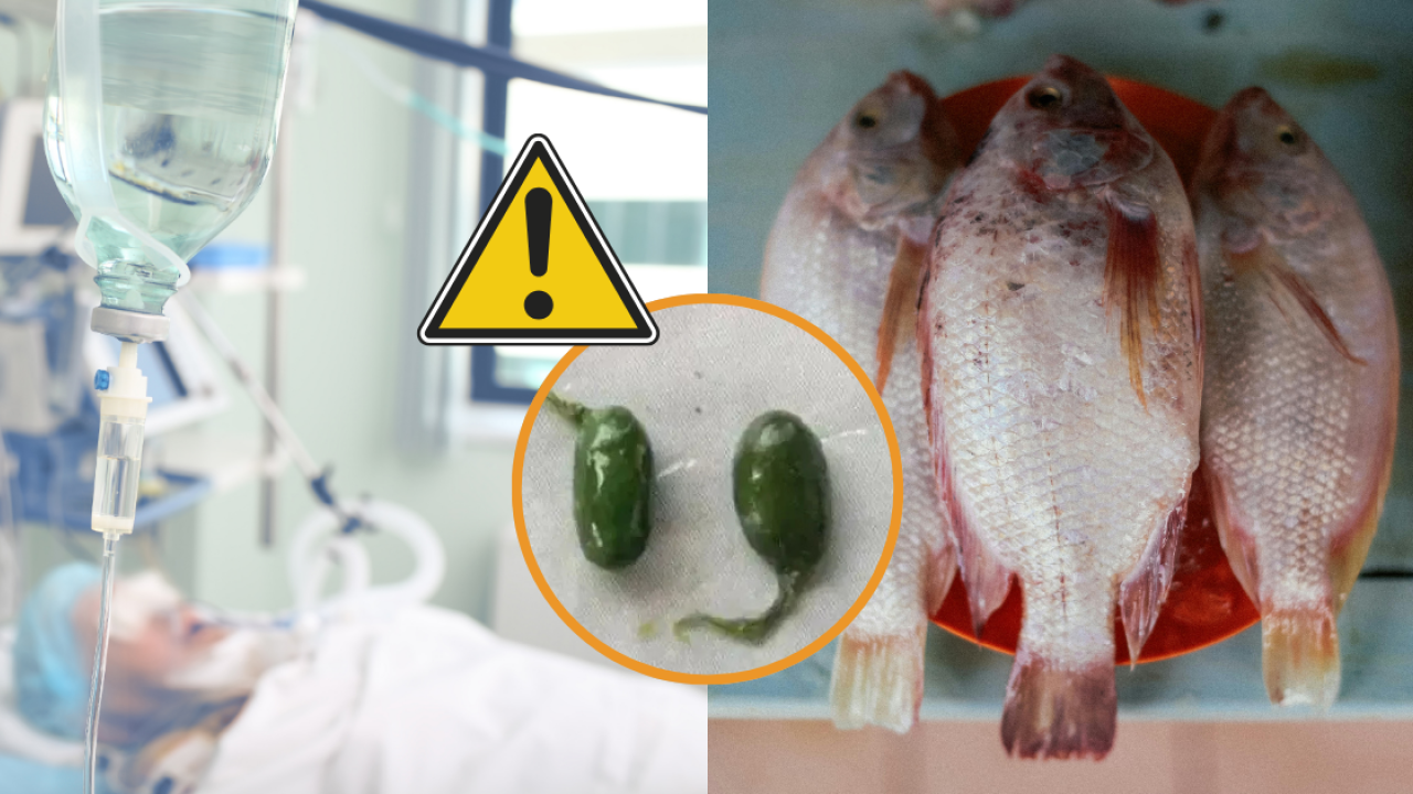 以為補身變洗腎？女子吞魚膽致肝衰竭！醫生警告:毒過砒霜無藥醫／煮熟都冇用