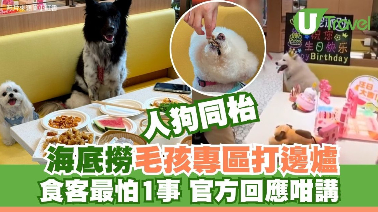 人狗同枱打邊爐！深圳海底撈「寵物專區」惹爭議 不用困籠食客怕食到狗毛