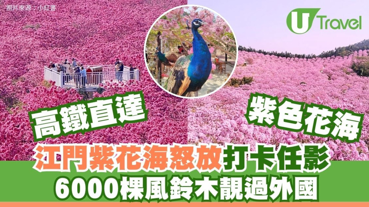 高鐵直達！江門紫色花海56個足球場大6000棵風鈴木怒放 避人潮打卡攻略