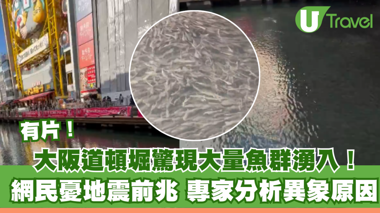 有片！大阪心齋橋大量魚詭異湧入塞河面 網民憂大地震先兆 專家分析原因