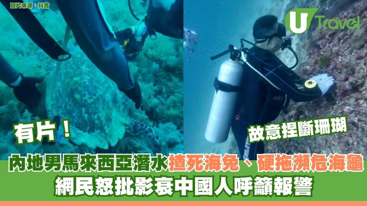 有片！內地男馬來西亞潛水揸死海兔、硬拖瀕危海龜打卡 網民怒批影衰中國人