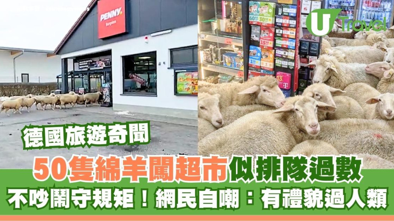 德國旅遊奇聞50隻綿羊闖超市似排隊過數不吵鬧守規矩！ 網民自嘲：有禮貌過人類