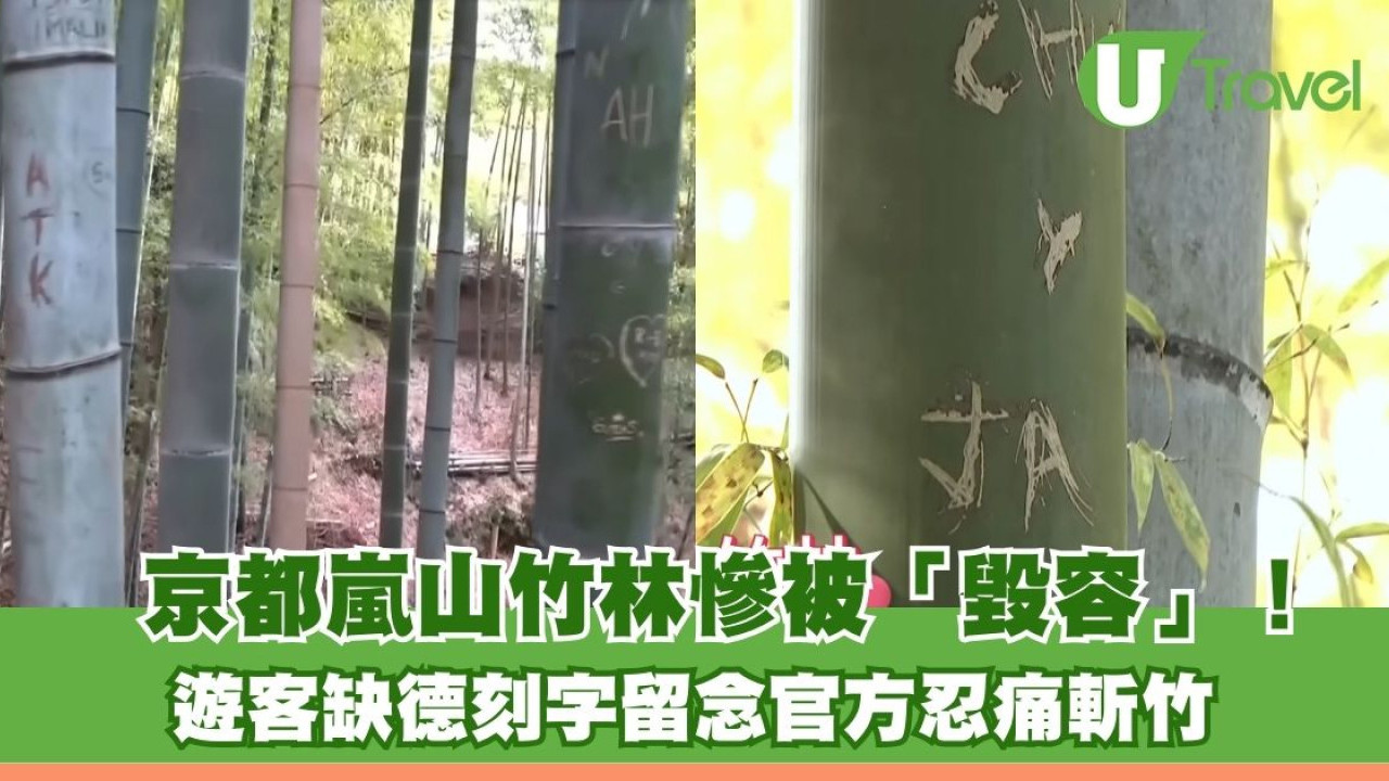 京都嵐山竹林慘被毀容！遊客缺德刻字留念 官方忍痛斬竹不想遊人碰到