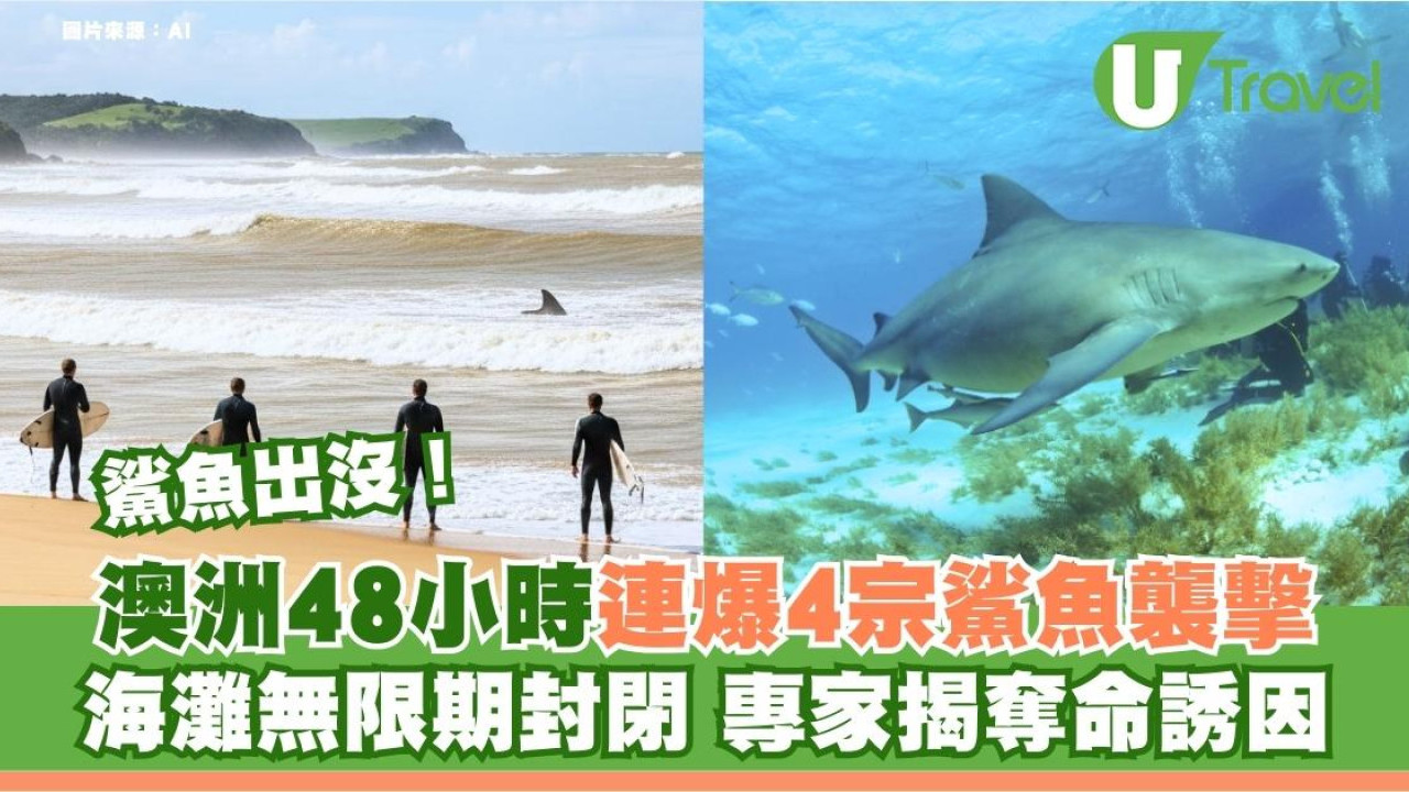 48小時連爆4宗鯊魚咬人！澳洲當局緊急封鎖熱門海灘 呼籲遊客：切勿落水