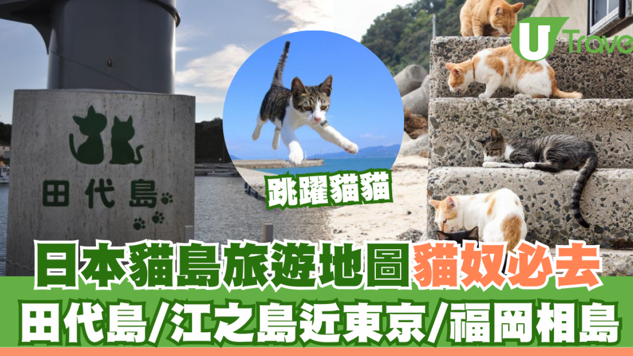 【日本貓島】貓奴朝聖地圖不止田代島！日本逾10大貓島必去江之島/福岡相島
