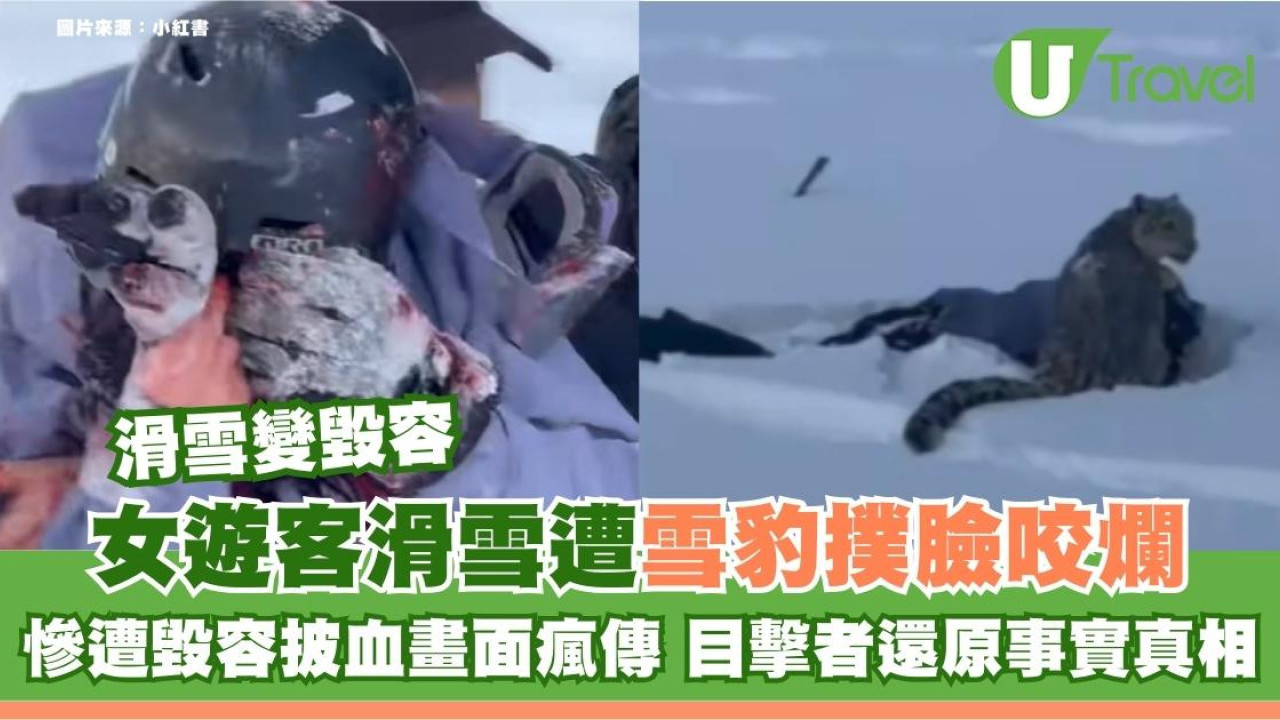 女遊客滑雪遭雪豹撲臉咬爛！慘遭毀容披血畫面瘋傳 目擊者驚呼還原事實真相