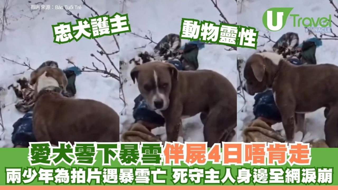 兩男雪山失溫變僵屍！忠犬守遺體4日不肯走震撼搜救員 外遊行雪山4招救你一命