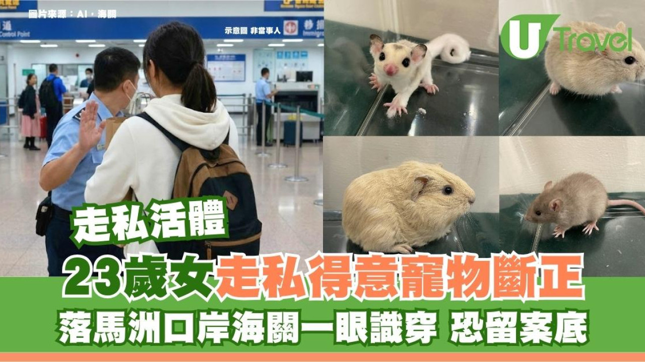 深圳帶寵物返港出事！23歲女走私11隻得意寵物恐留案底 醒目海關一眼識穿