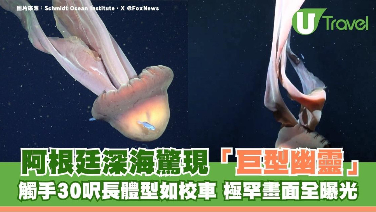 阿根廷深海驚現「巨型幽靈」觸手30呎長 體型如校車 極罕畫面全曝光
