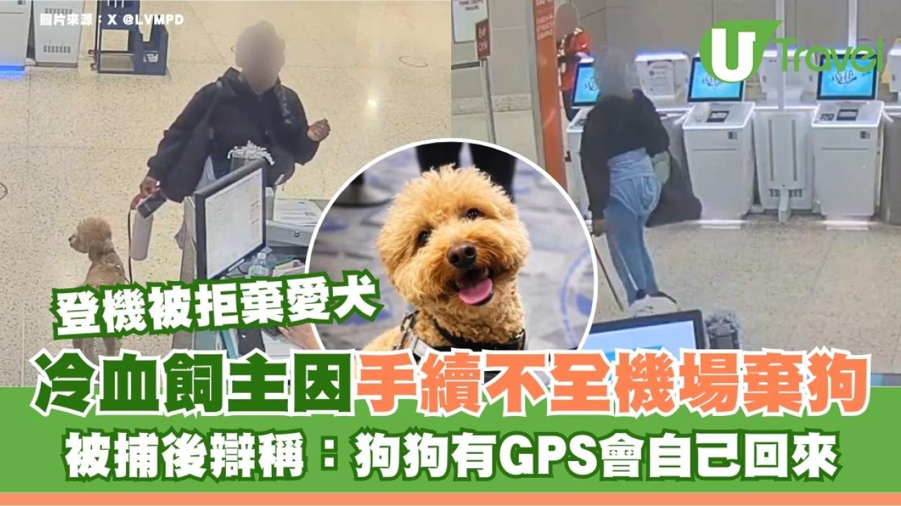 手續不全登機被拒當場棄狗！冷血飼主被捕後委屈辯稱：狗識想辦法回家
