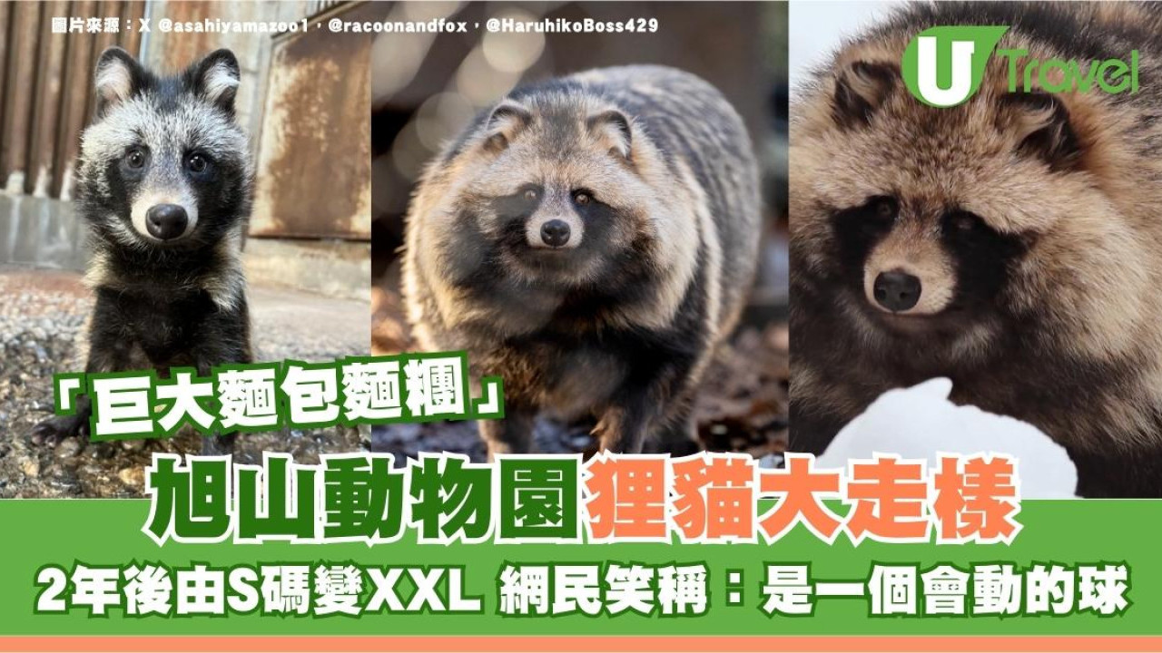 旭山動物園狸貓大走樣？2年後由S碼變XXL巨型生物 網民笑稱：一個會動的球