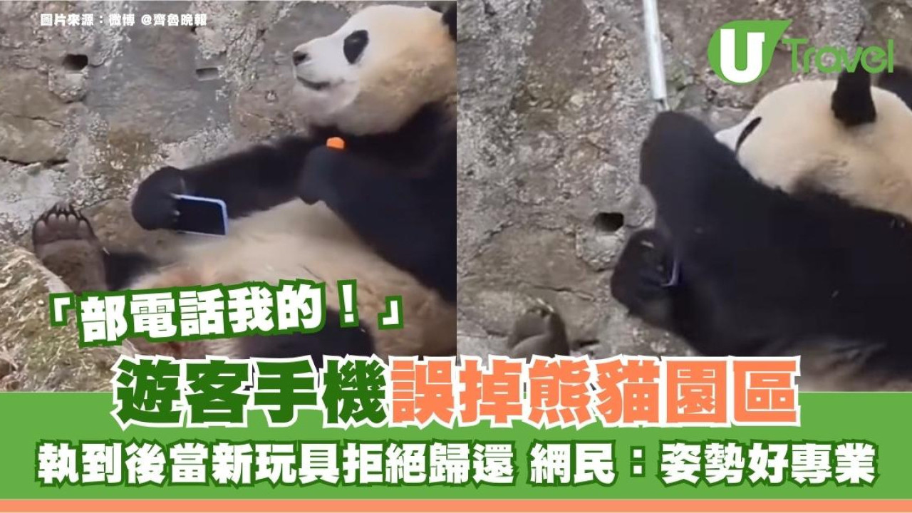 四川遊客手機誤掉熊貓園區 執到後當新玩具拒絕歸還 網民：姿勢好專業