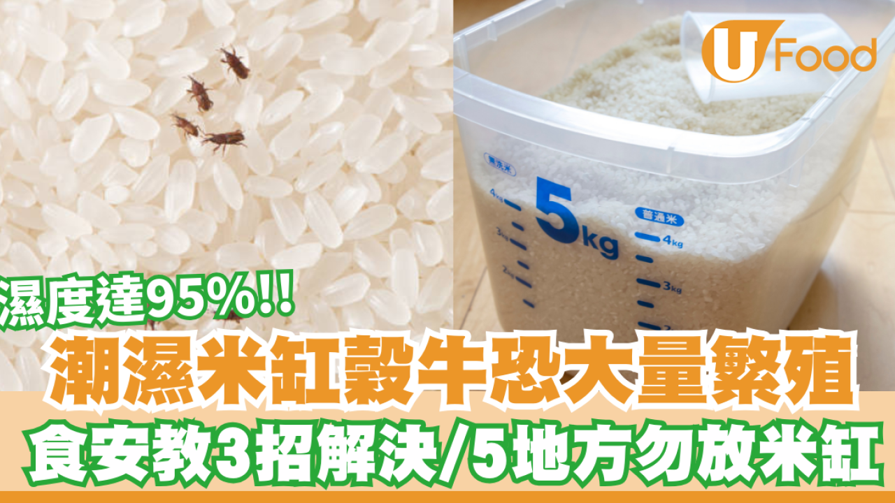 天氣潮濕米缸穀牛恐大量繁殖！食安中心3招解決／米缸5地方勿放鋅盤底最錯