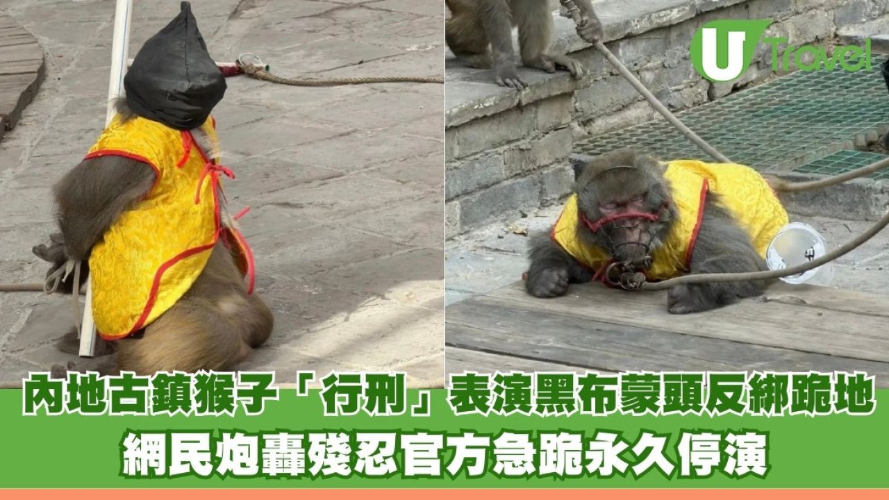 內地古鎮猴子「行刑」表演黑布蒙頭反綁跪地似打靶 網民炮轟殘忍官方急跪永久停演