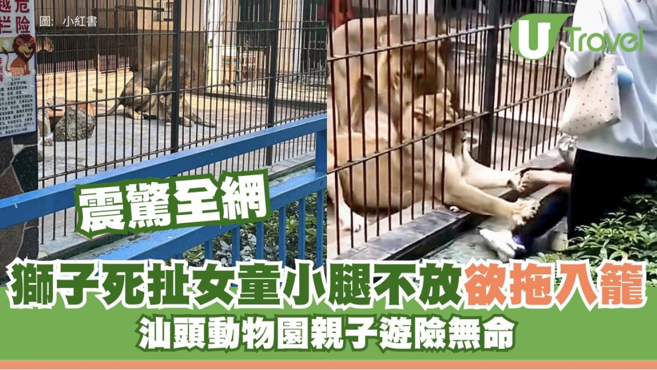 驚險20秒親子遊險無命！女童遭獅子死扯小腿欲拖入籠 汕頭動物園奪命漏洞曝光