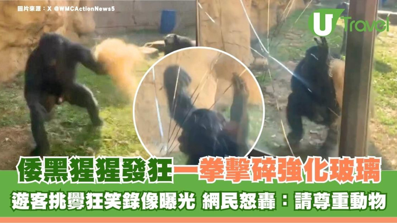 倭黑猩猩發狂一拳擊碎強化玻璃！遊客挑釁狂笑錄像曝光 網民怒轟：請尊重動物