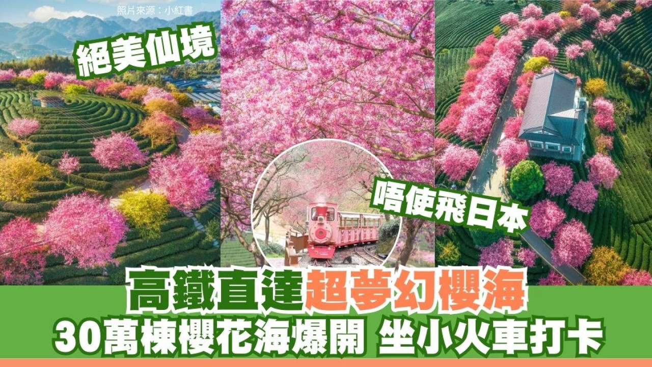 福建櫻花｜福建永福絕美櫻花海茶園漫山粉紅 高鐵直達賞30萬株櫻花媲美日本