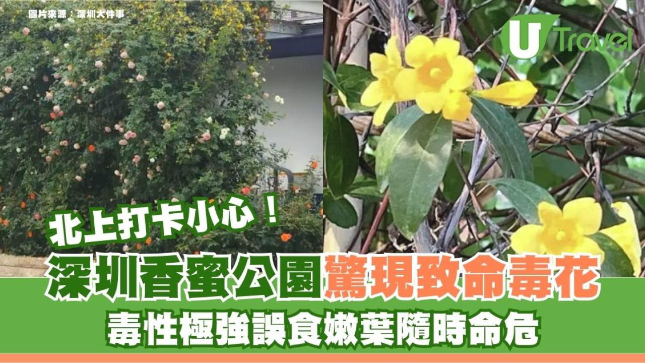 北上打卡小心！深圳香蜜公園驚現致命毒花！毒性極強誤食嫩葉隨時命危