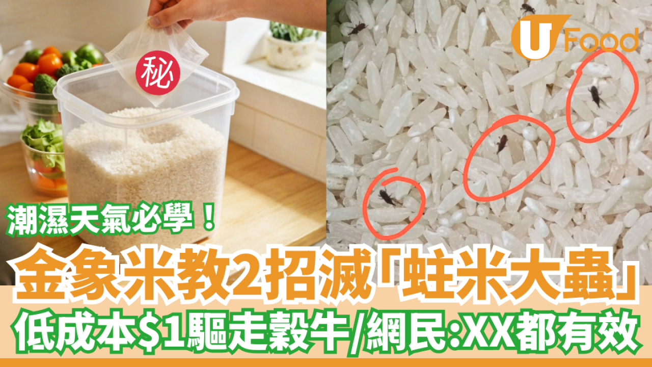 金象米官方教2招擊退蛀米大蟲！回南天$1低成本滅絕穀牛／網民揭秘：原來放XX都有用