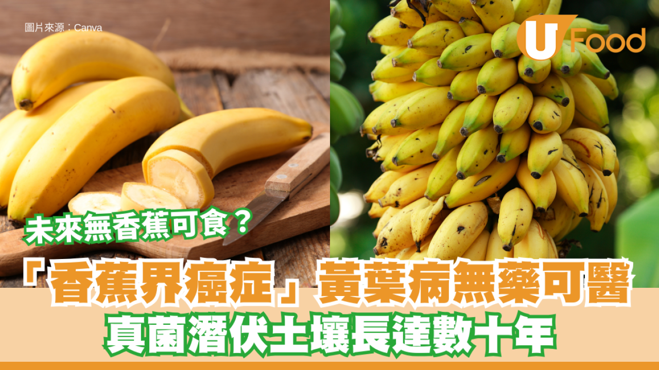 香蕉絕種︱未來無香蕉可食？「香蕉界癌症」黃葉病無藥可醫 真菌潛伏土壤長達數十年