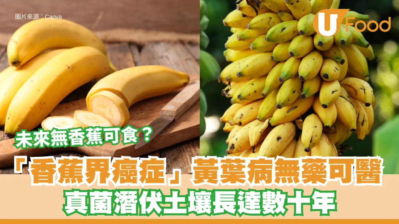 香蕉絕種︱未來無香蕉可食？「香蕉界癌症」黃葉病無藥可醫 真菌潛伏土壤長達數十年