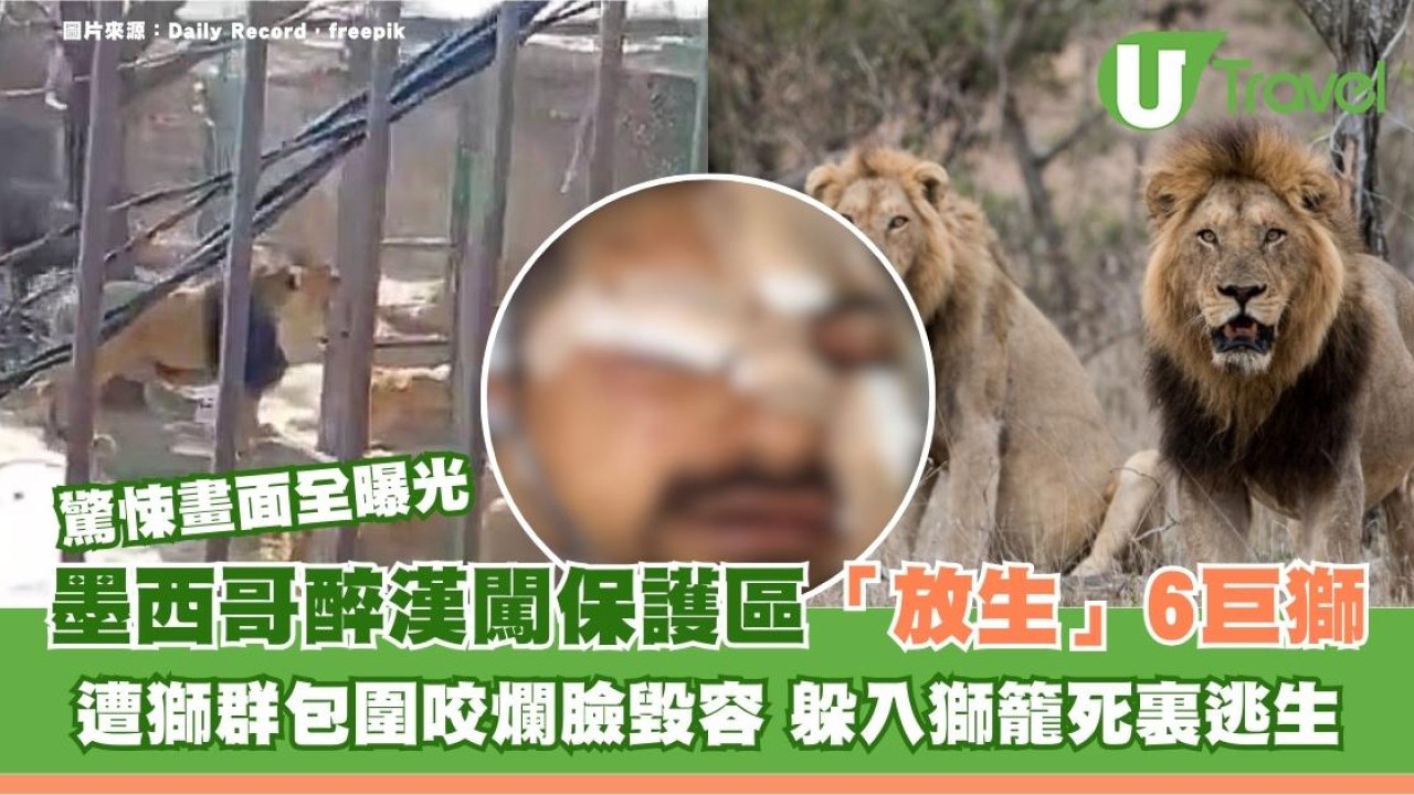 墨西哥醉漢闖保護區「放生」6巨獅 遭包圍咬爛臉毀容！躲入獅籠拍片記錄死裏逃生