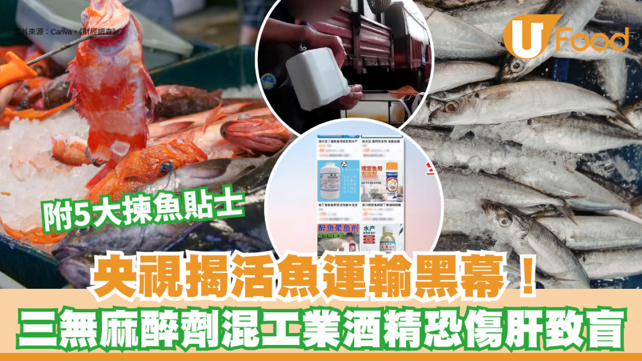央視揭活魚運輸黑幕！「三無麻醉劑」混工業酒精恐傷肝致盲 附5大揀魚貼士