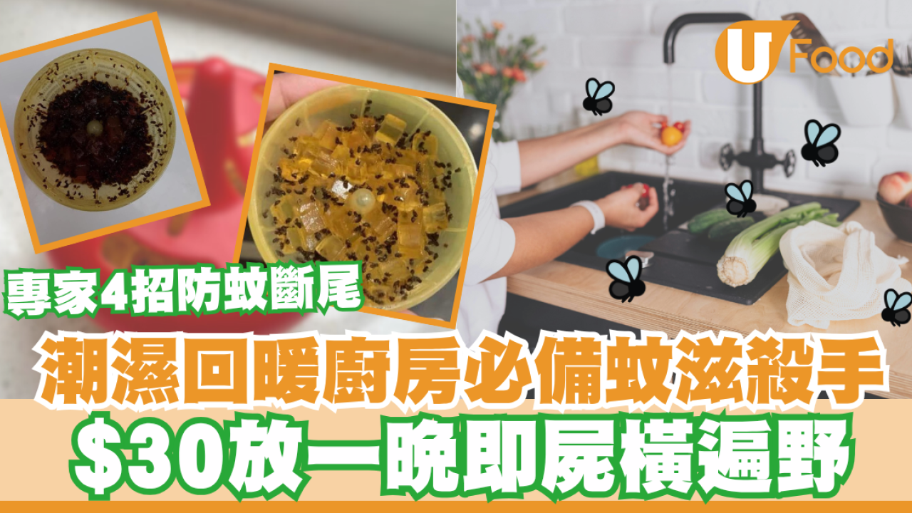 潮濕回暖廚房必備$30蚊滋殺手！網民實測放一晚屍橫遍野＋專家拆解2大惹蚊真兇